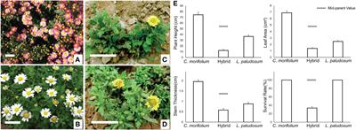 Hybrid weakness and continuous flowering caused by compound expression of FTLs in Chrysanthemum morifolium × Leucanthemum paludosum intergeneric hybridization